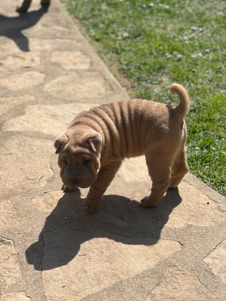 Du Royaume Des Croissants D'Or - Chiots disponibles - Shar Pei